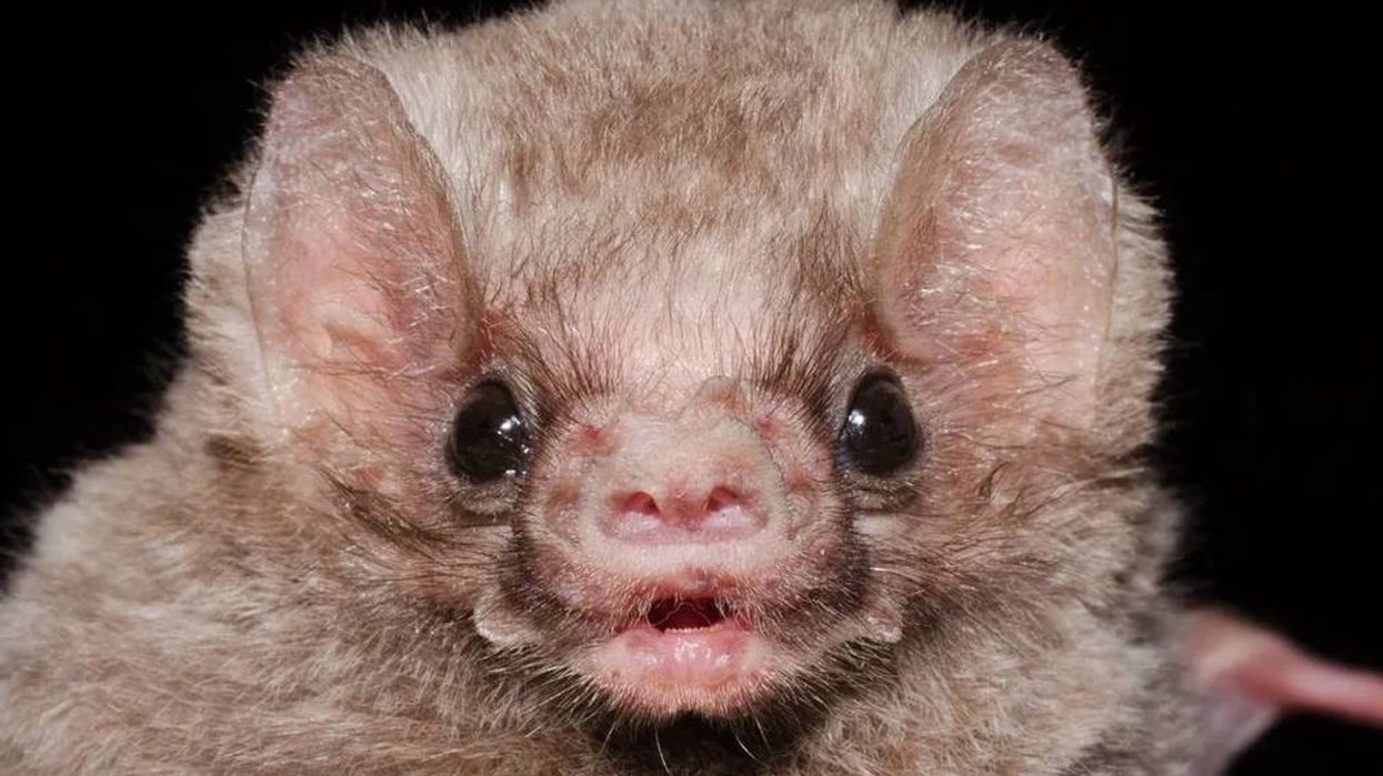 Vampire bats aren't known to leave their natural habitat.