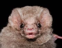 Vampire bats aren't known to leave their natural habitat.