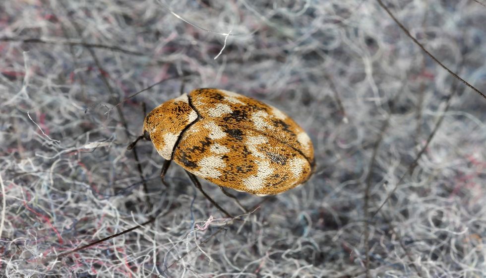 Varied carpet beetle Anthrenus verbasci home.