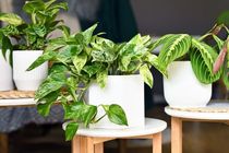 Various houseplants like pothos or prayer plant