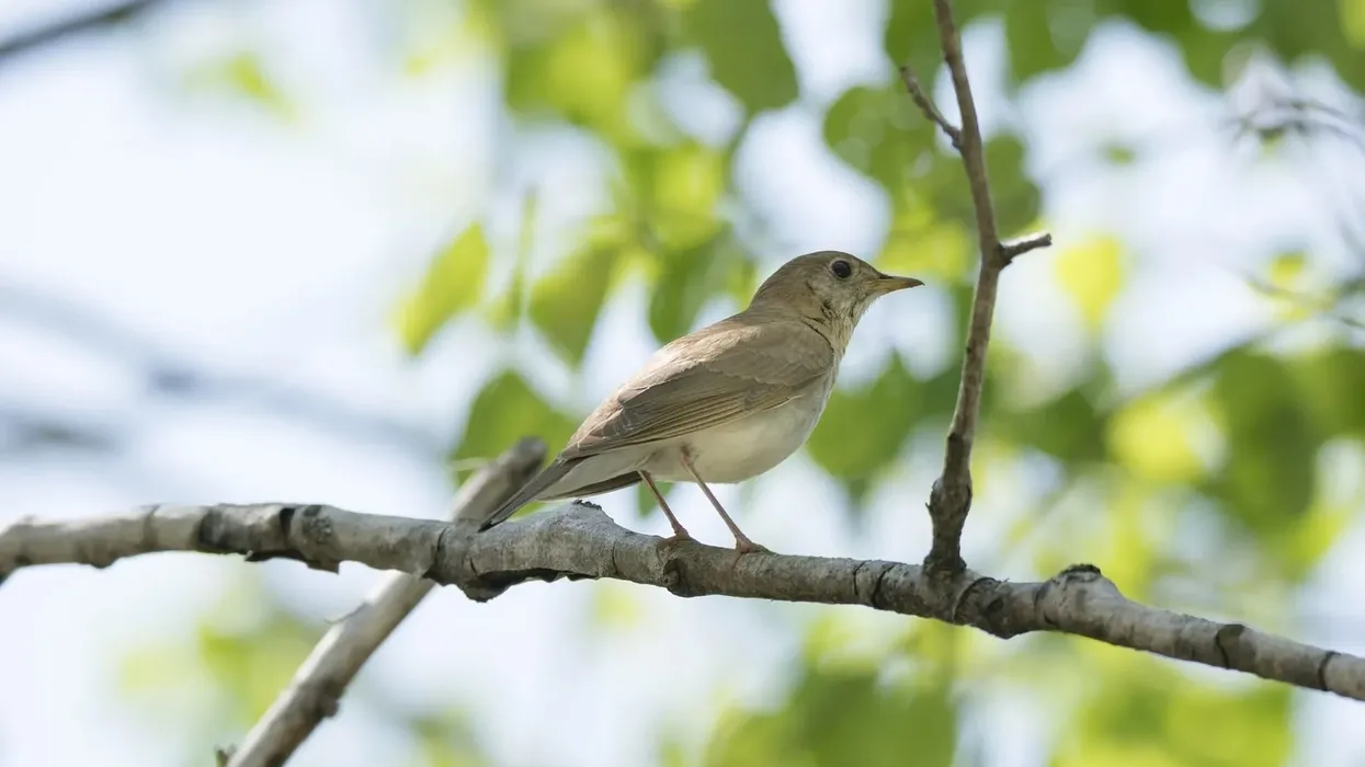 Veery facts about the North American birds with a downward spiraling song.