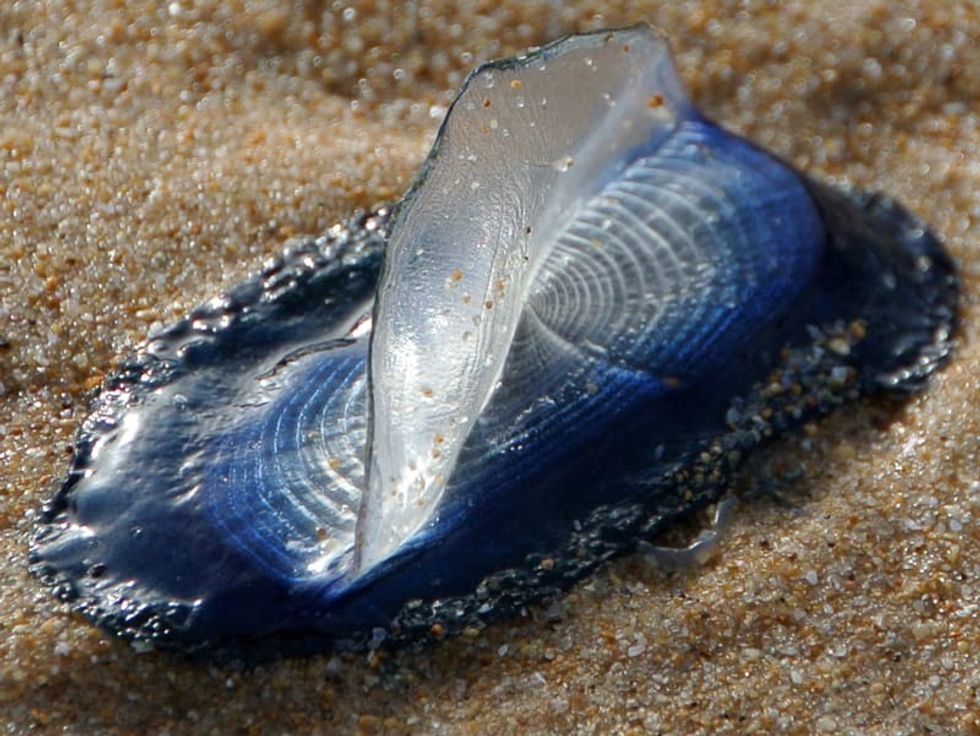 Fun Velella Velella Facts For Kids | Kidadl