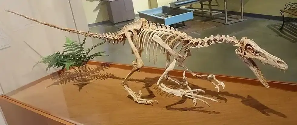 Velociraptor facts are interesting to read.