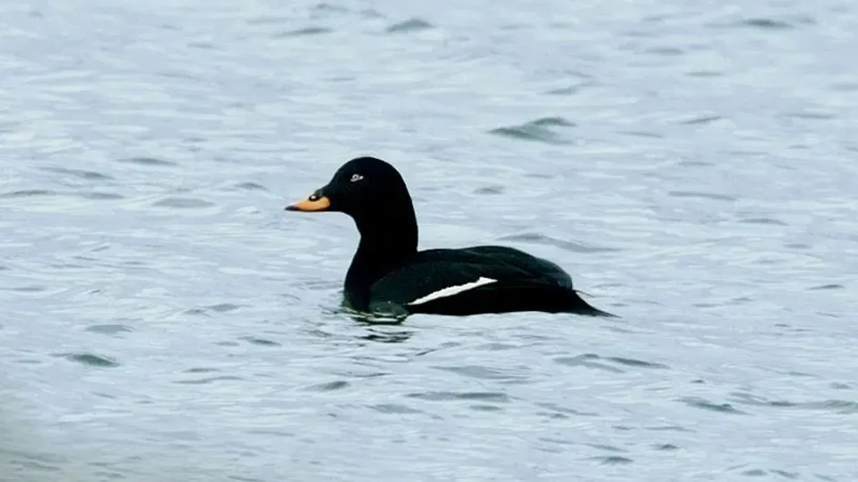 Velvet scoter facts about the bird with a large bill.