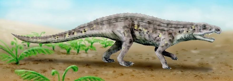 Venaticosuchus belongs to the late Triassic period.