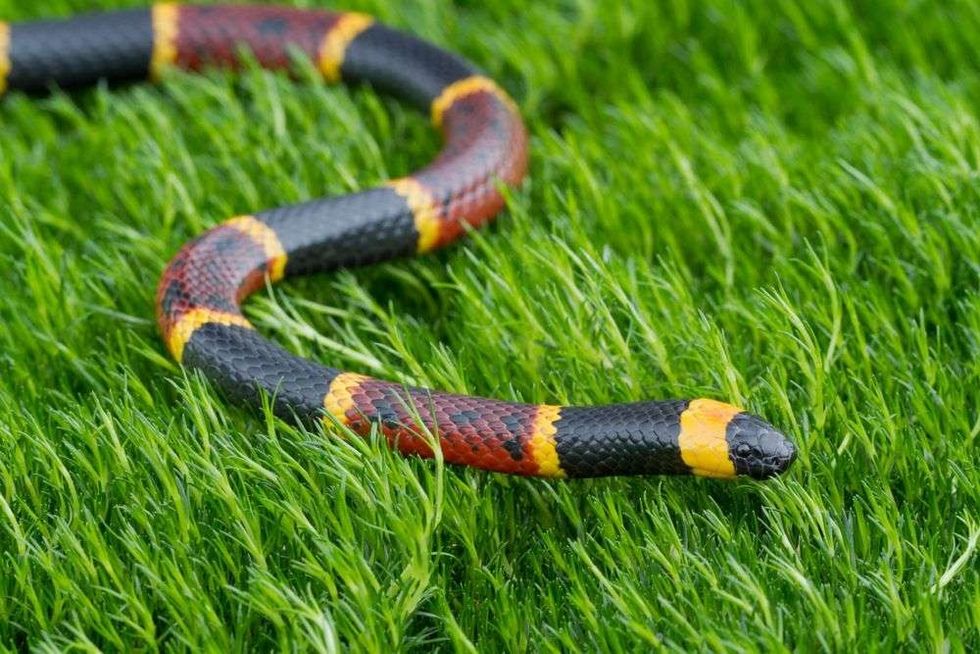 Venomous Eastern Coral Snake.