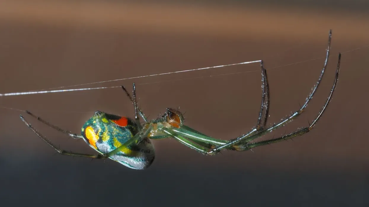 Venusta orchard spider facts for kids are interesting
