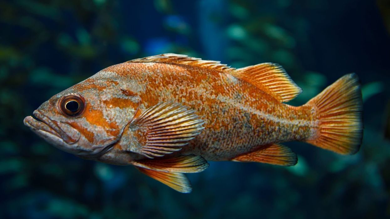 Vermillion rockfish facts about the fish species that is not afraid of intruders.