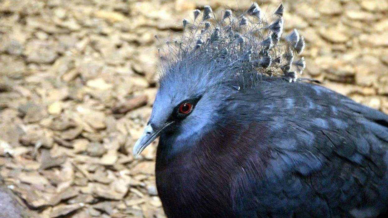 Victoria crowned pigeon facts for kids about the largest surviving pigeon species.