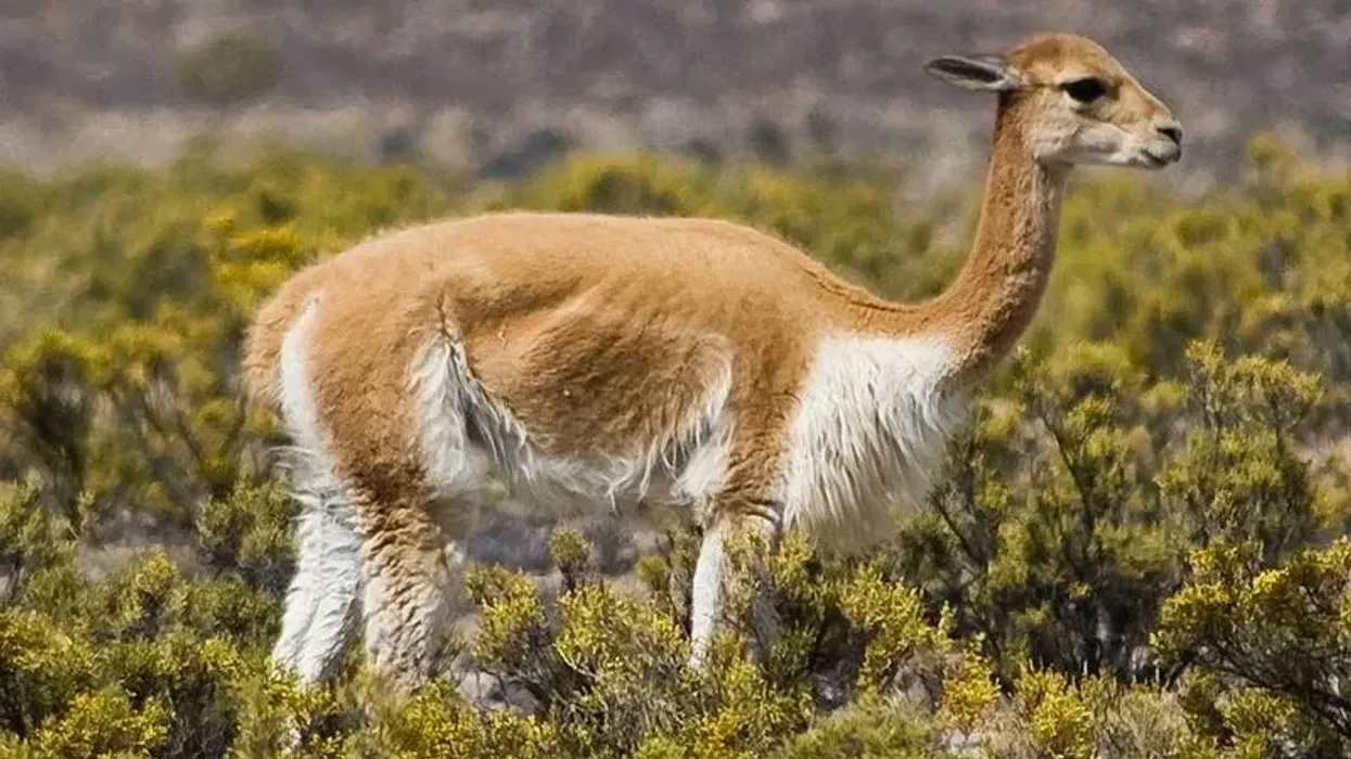 Vicuña facts, presenting to you this wonderful camelid from South America.