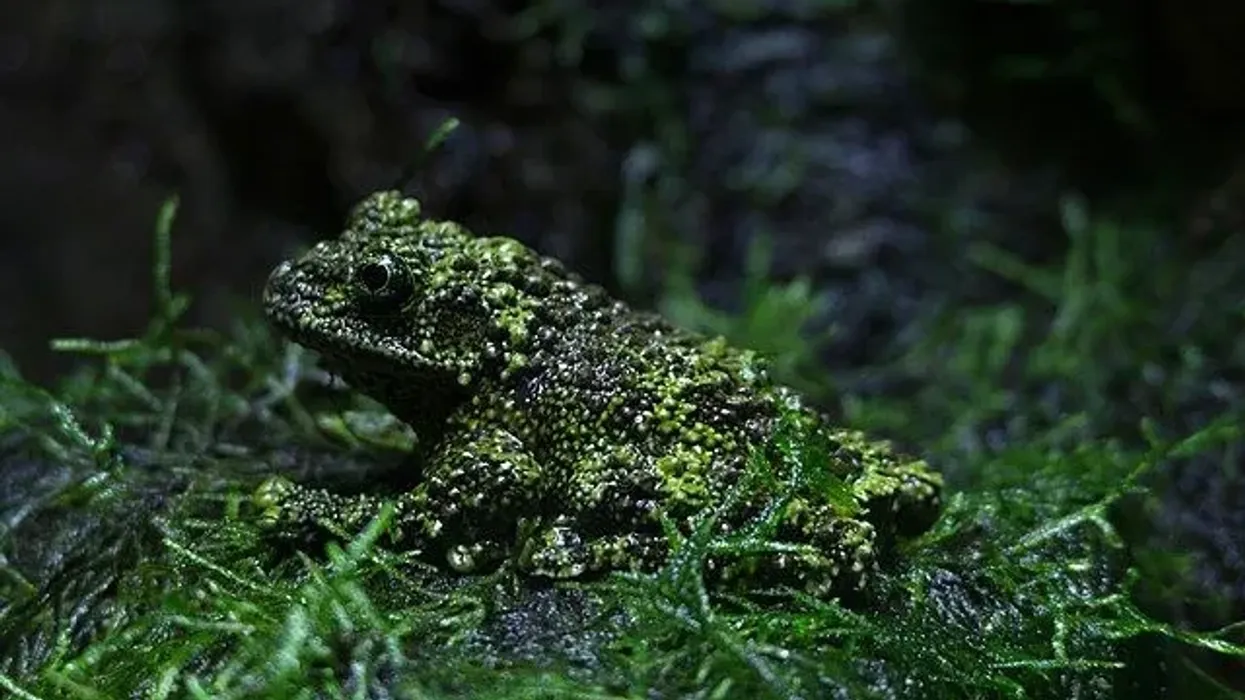 Vietnamese mossy frog facts tell us about their feeding habits.