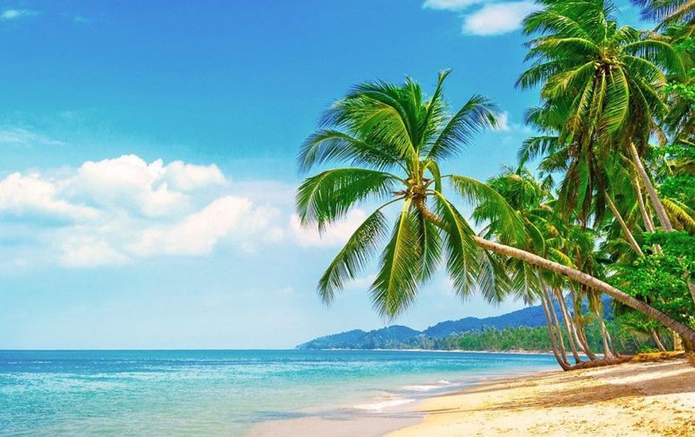View of nice tropical beach with palms around.