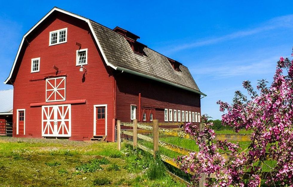 View of Red barn with violet flowers on its fence