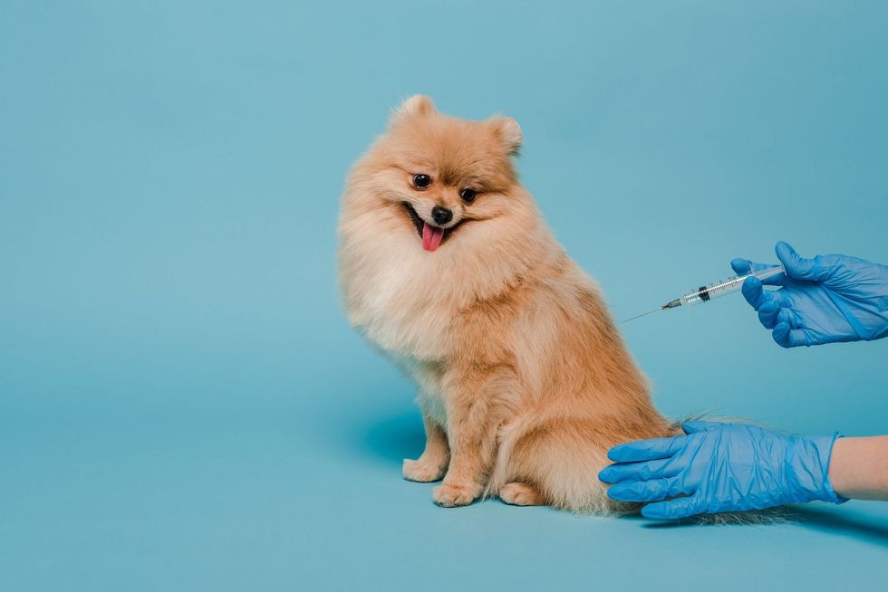 View of veterinarian in latex gloves holding syringe