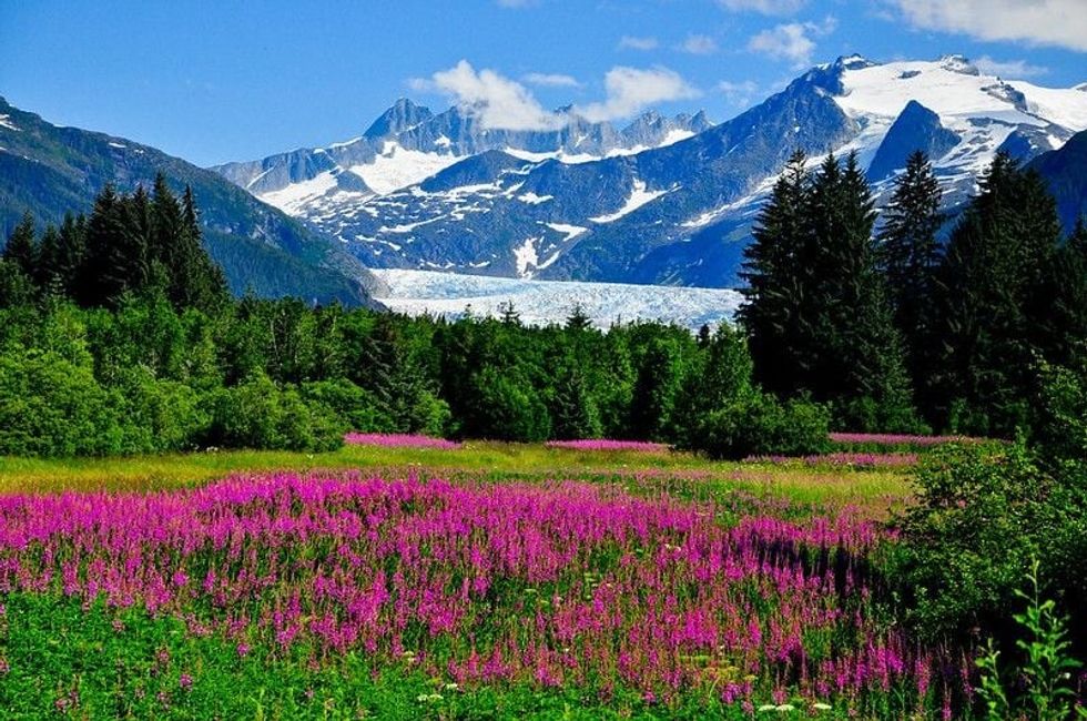 Viewpoint with Fireweed in bloom