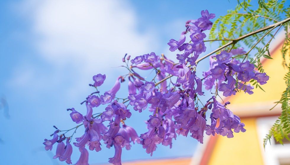Violet colored leaves of the Jacaranda Mimosifolia.