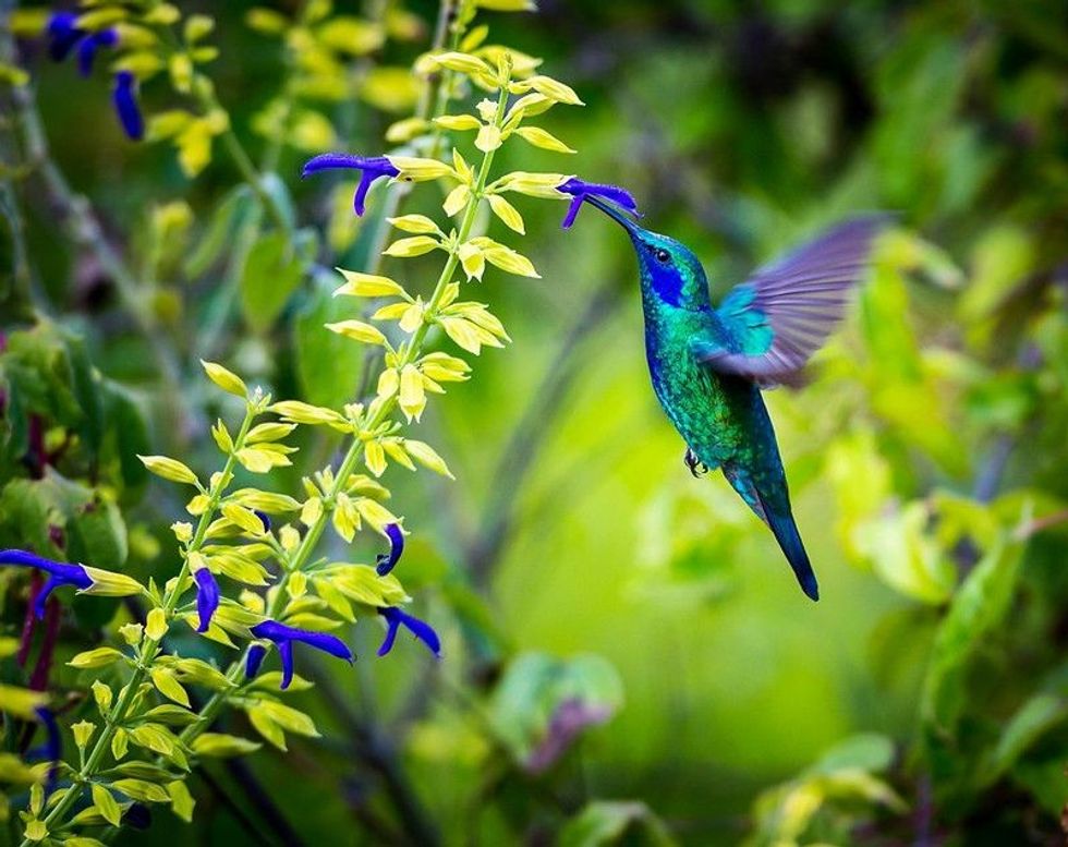 Violet Eared Hummingbird.