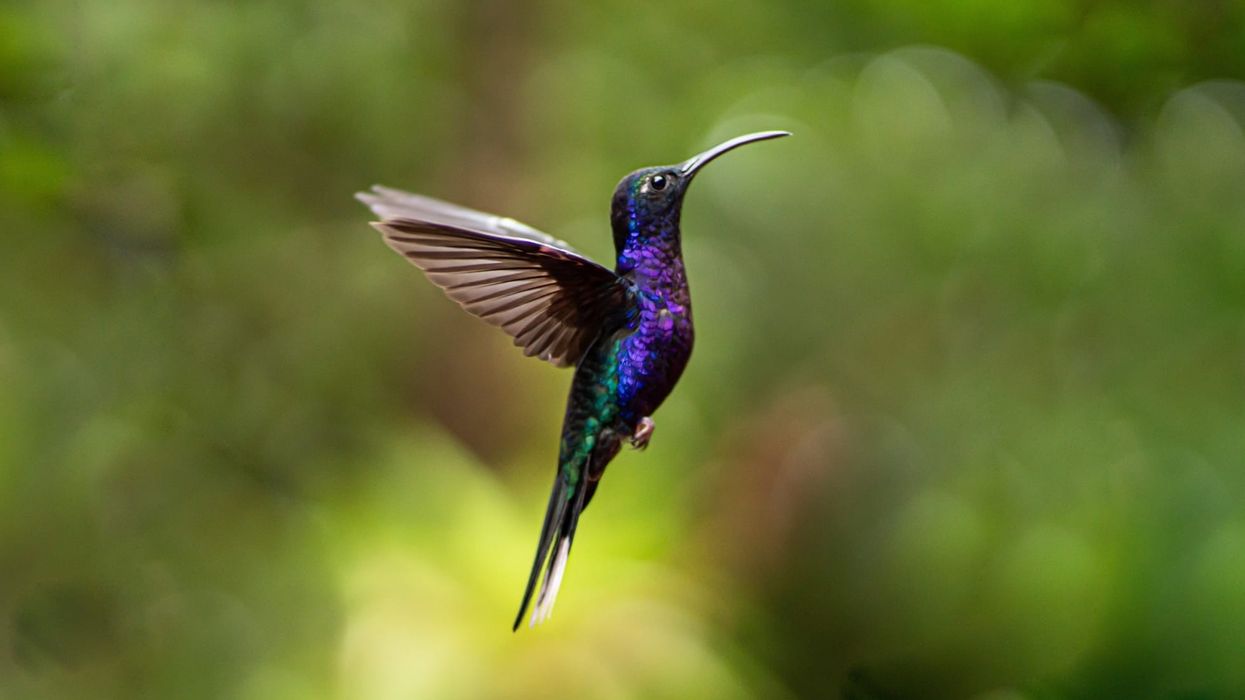 Violet sabrewing facts about the large hummingbird species.