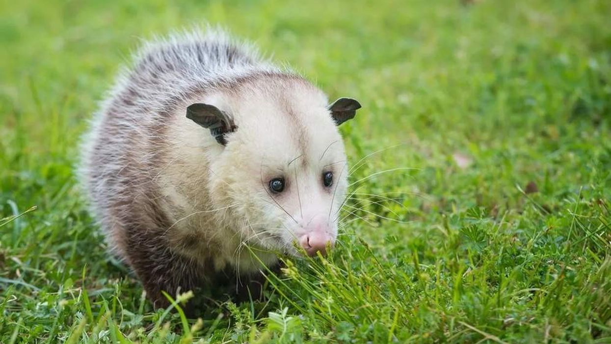 Virginia opossum facts are educational!