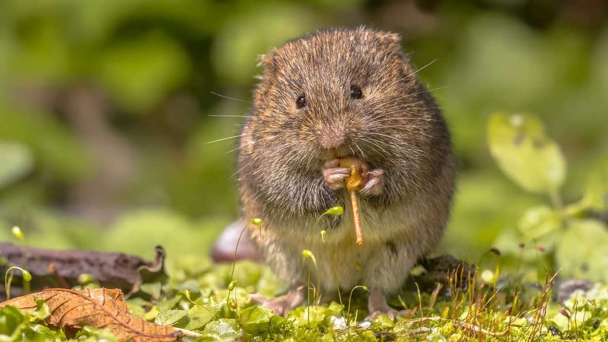 Vole facts such as the fact that they are small rodents that resemble mice are fascinating.