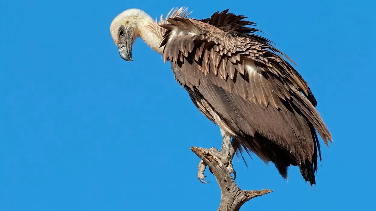 Vulture facts and information are educational!