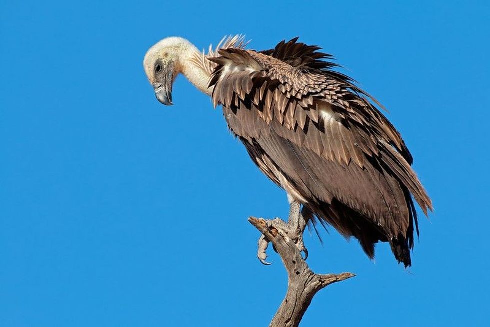 Vulture perched on a dried tree