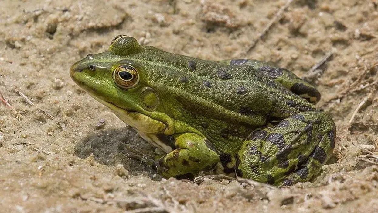 Wade through all these Marsh Frog facts, and know all about this fun frog living in ponds around you!