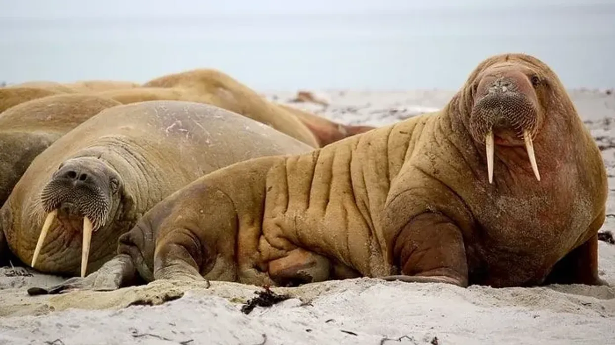 Walrus facts are amazing