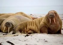 Walrus facts are amazing