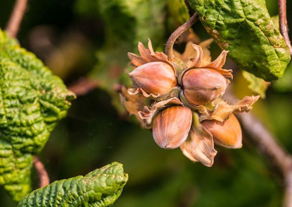 Want some Nutty information? Learn Hazelnut tree facts here at Kidadl.