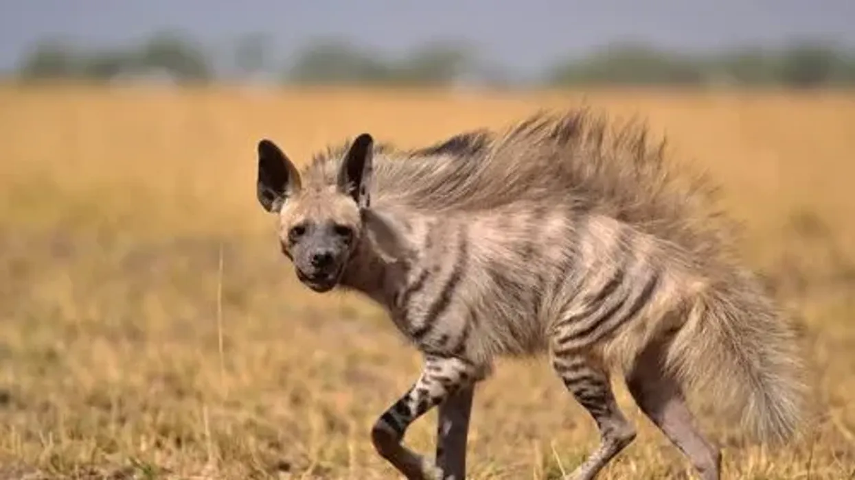 Want to know interesting striped hyena facts? For starters, they are commonly found in Africa, the Middle East, the Indian subcontinent, Central Asia, and the Caucasus.