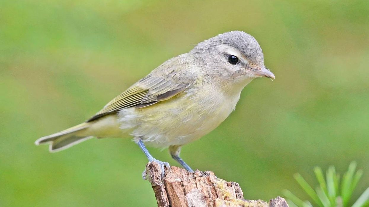 Warbling vireo facts about a North American bird.