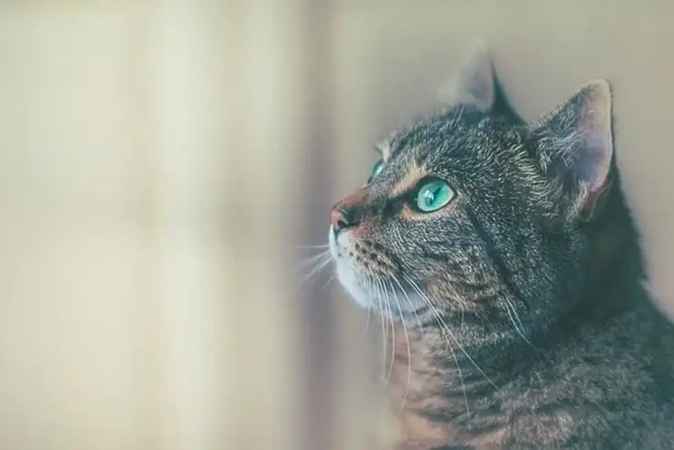 'Warrior Cat' quotes are inspiring.