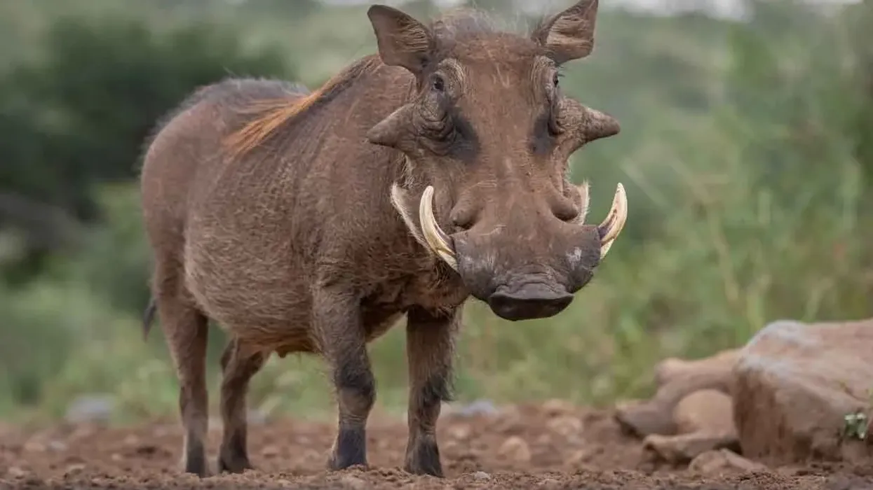 Warthog facts for kids interestingly illustrate the adaptive nature of warthogs