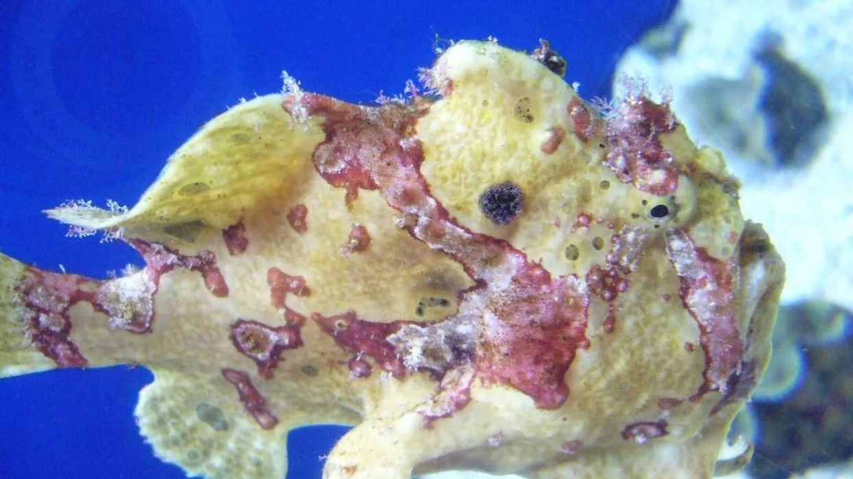 Warty frogfish facts about a fish that doesn't swim.