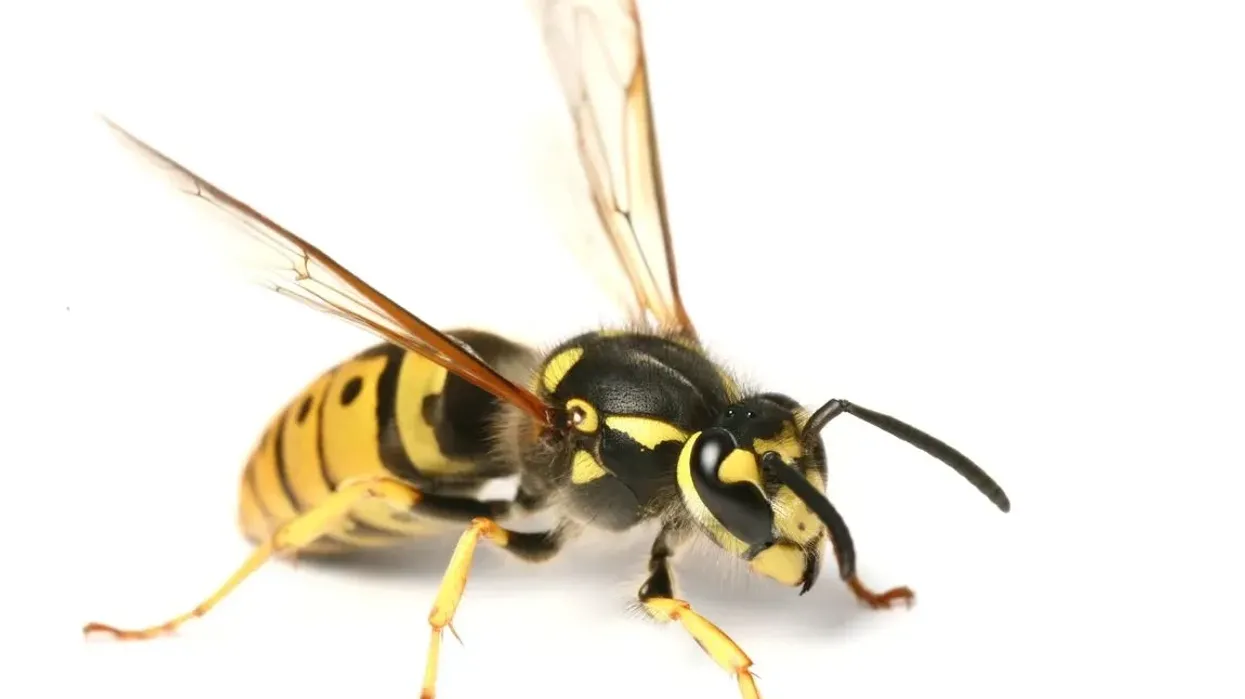Wasp facts and paper wasps facts are mind-boggling.