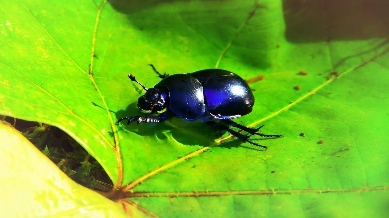 Water Beetle facts about the aquatic insect found throughout the United States