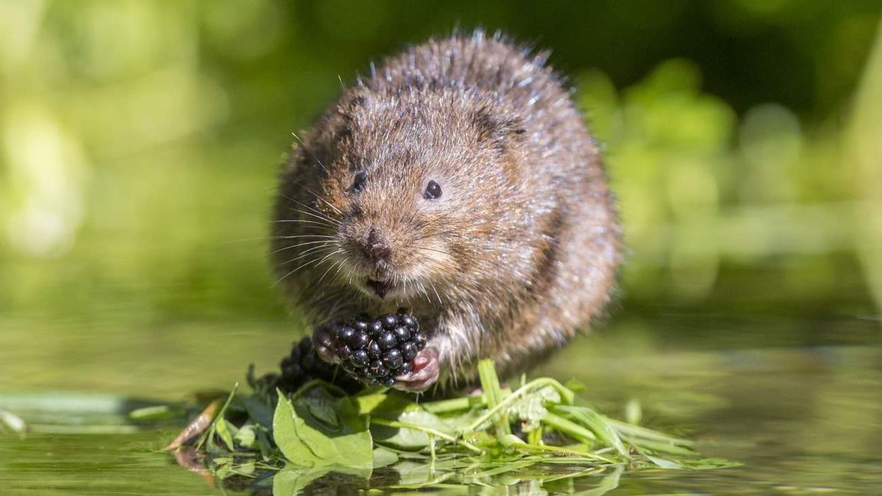 Water vole facts on water vole populations.