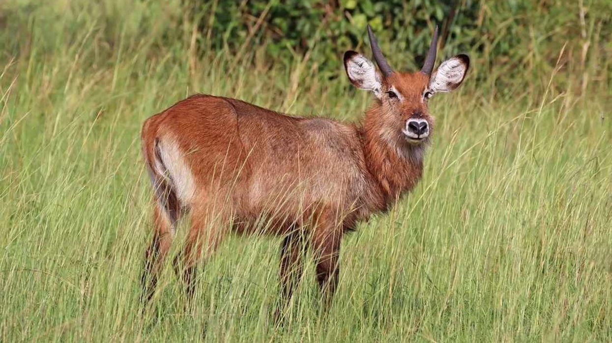 Waterbuck facts about a large antelope.