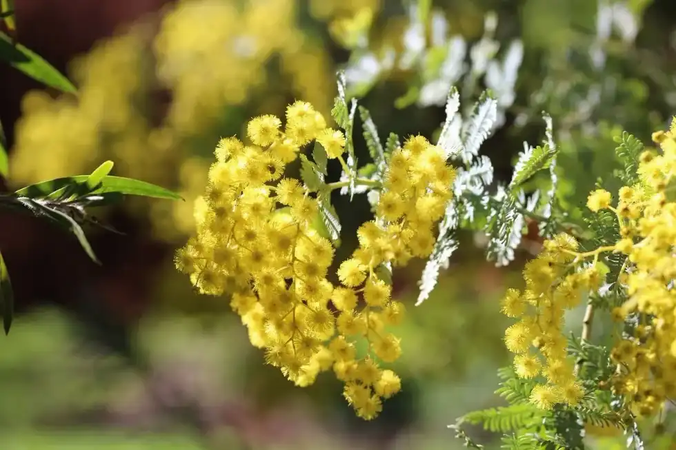 Wattle Day has both historical and cultural importance in Australia.