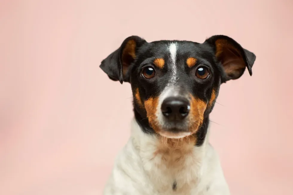 We always care for our pets, let's find out can dogs eat Brussel sprouts?