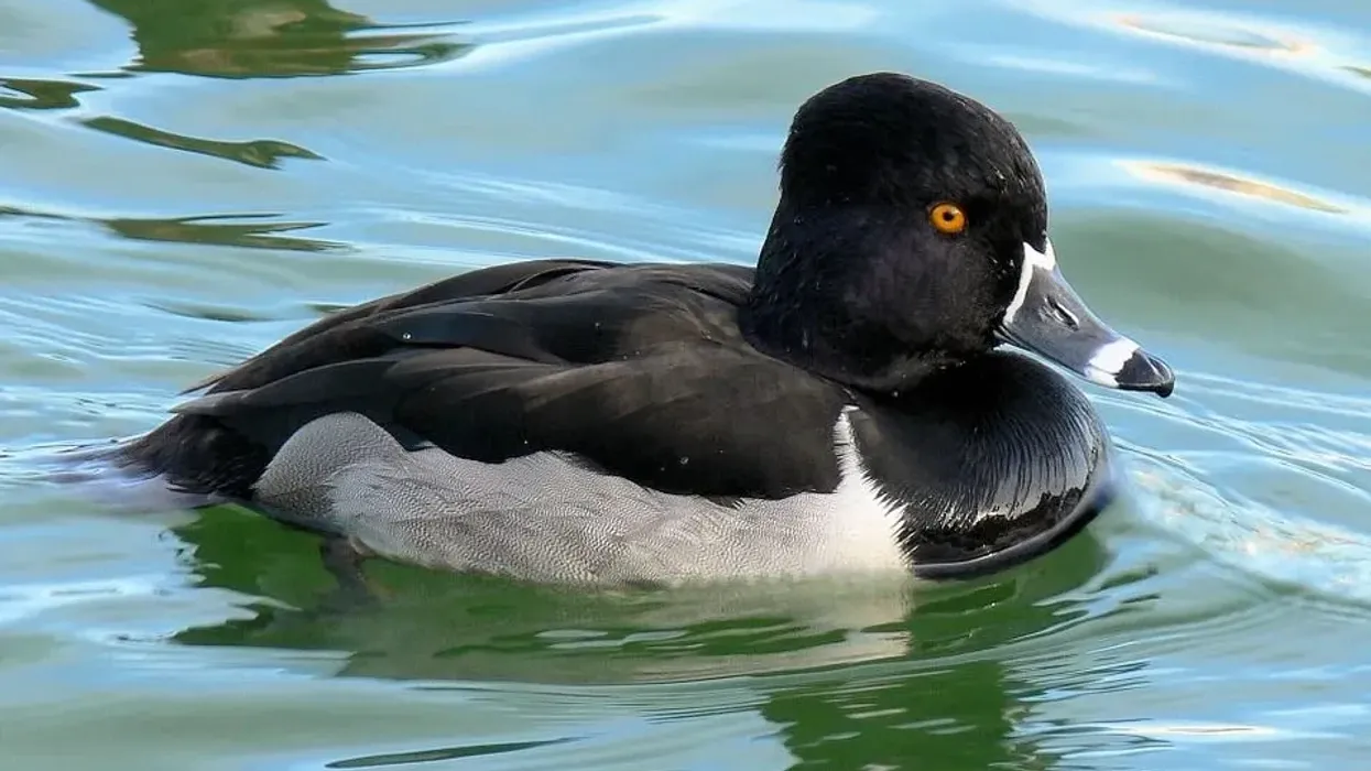 We bring you ring-necked duck facts about the shiny black diving duck.