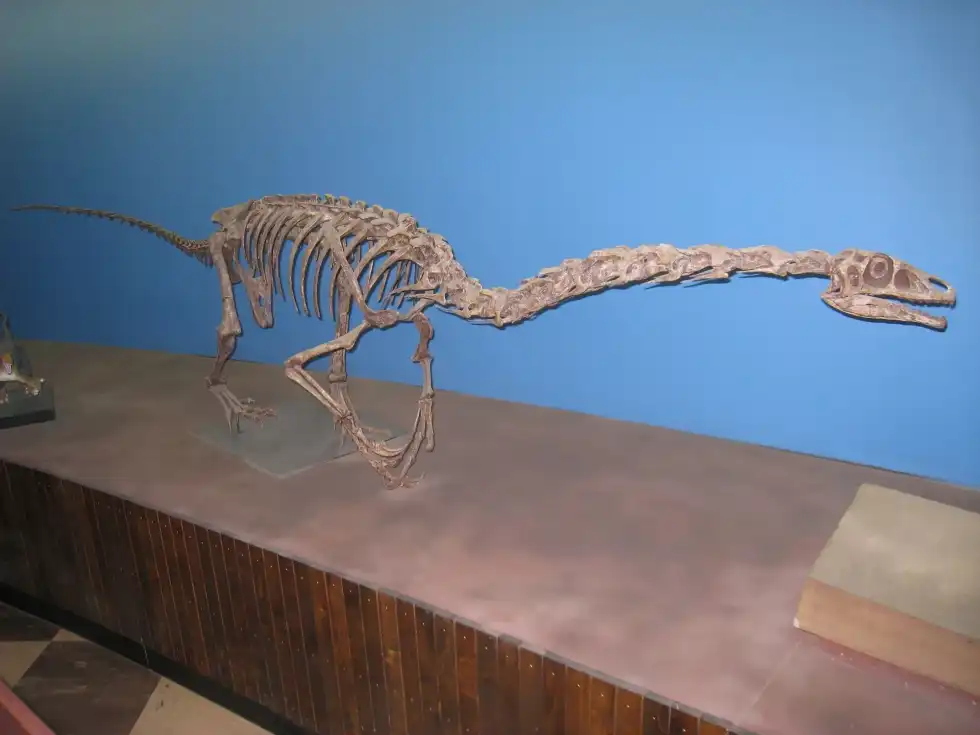 We have amazing Falcarius facts for you to learn more about this incredible dinosaur species that lived in the late Jurassic period, so let’s dig in.