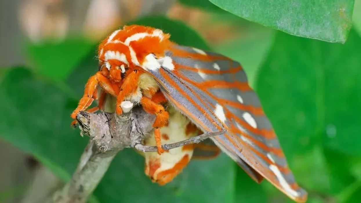 We have curated Regal Moth facts for you to know about these fascinating insects of the wild.