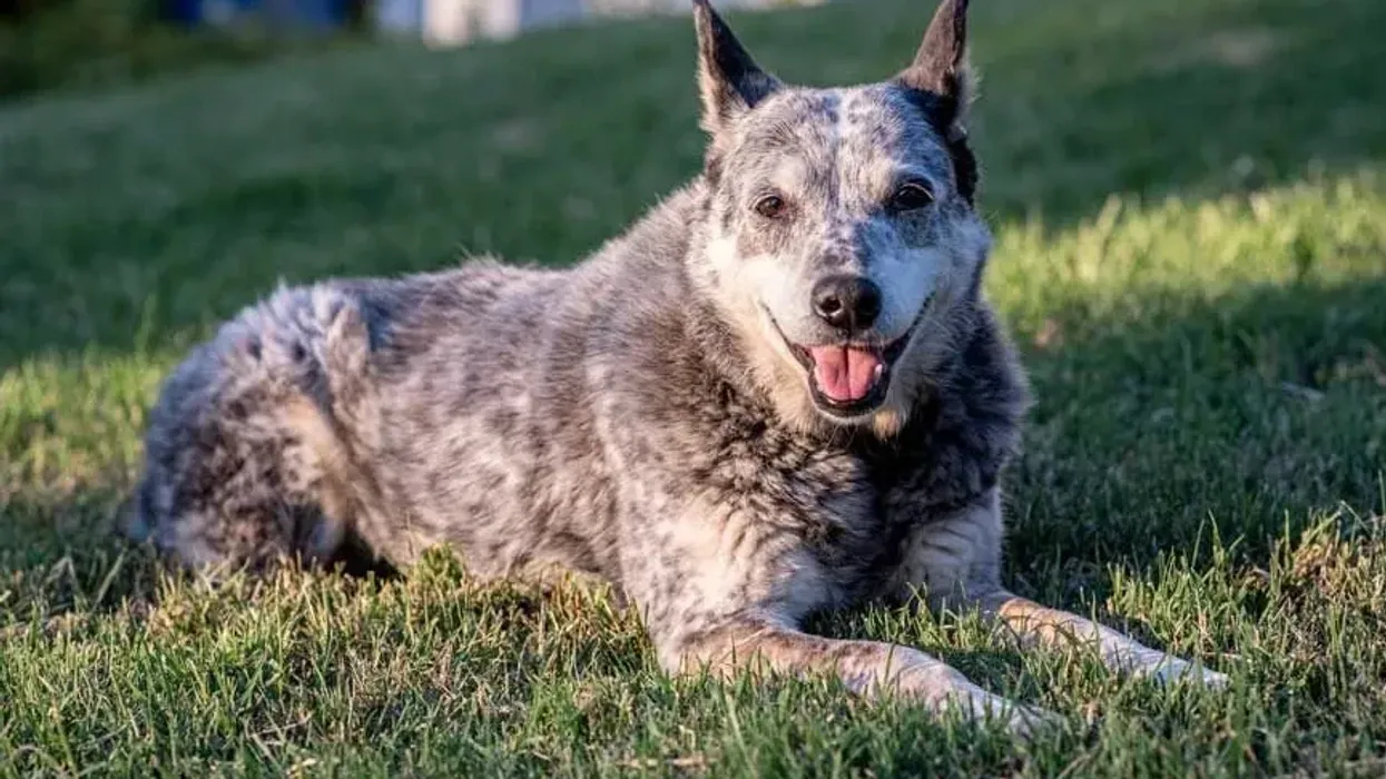 We have curated these Australian stumpy tail cattle dog facts for those who want to make them their pet