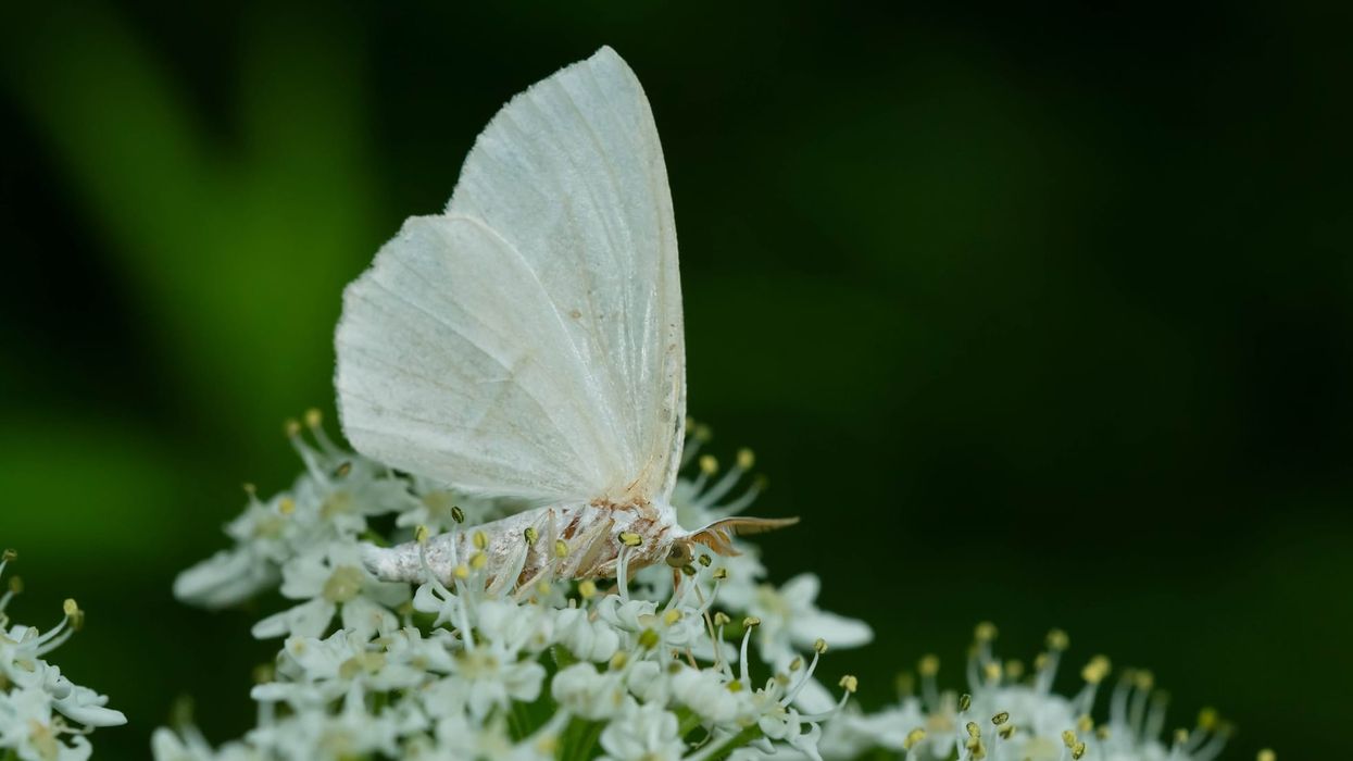 We hope you enjoy these pale beauty moth facts.