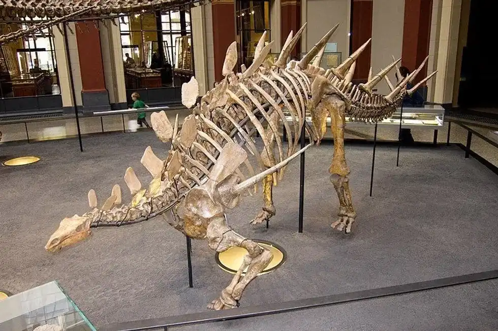 We know you will love reading these amazing Dravidosaurus facts!