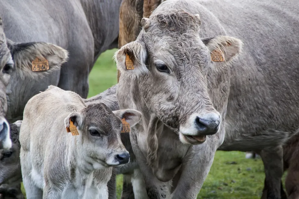 We're all familiar with the conventional meats, the ones you're most likely to consume a few times a week, such as beef, chicken, and hog. But what about veal? Do you know what animal does veal come from?