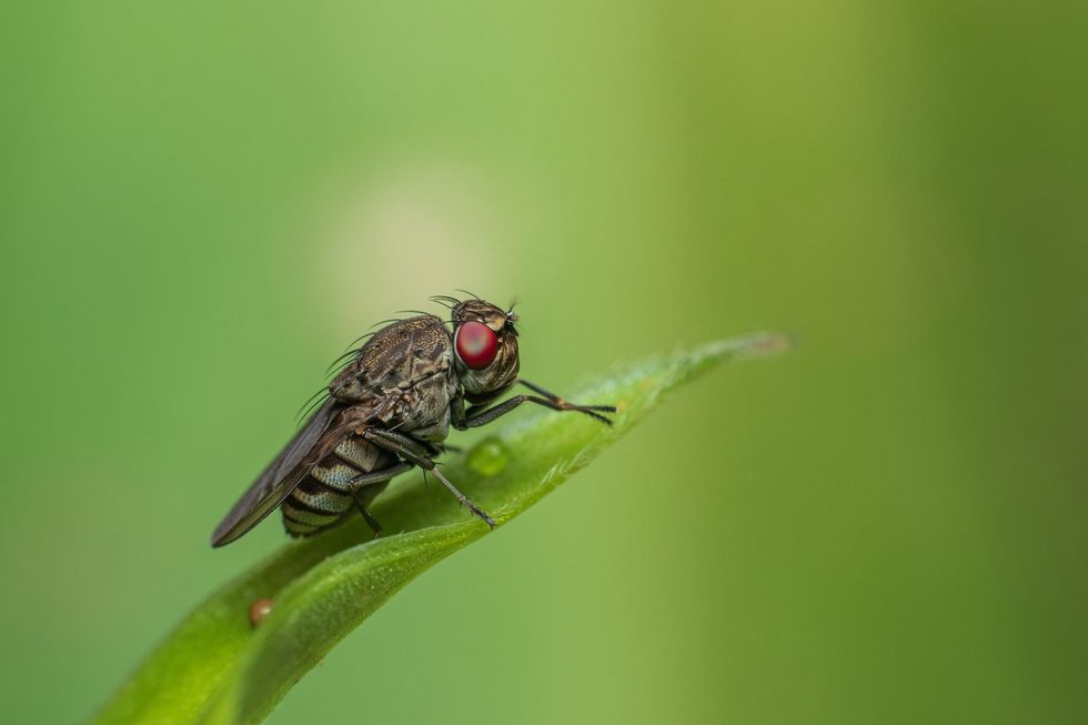 (We will explore the behaviors of flies and find out in detail why they are so much in love with poop.