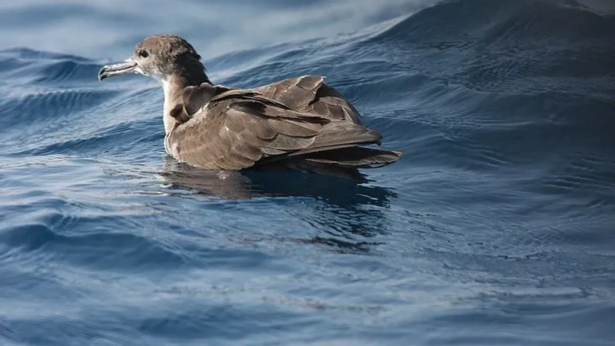 Wedge-tailed shearwater facts are interesting.